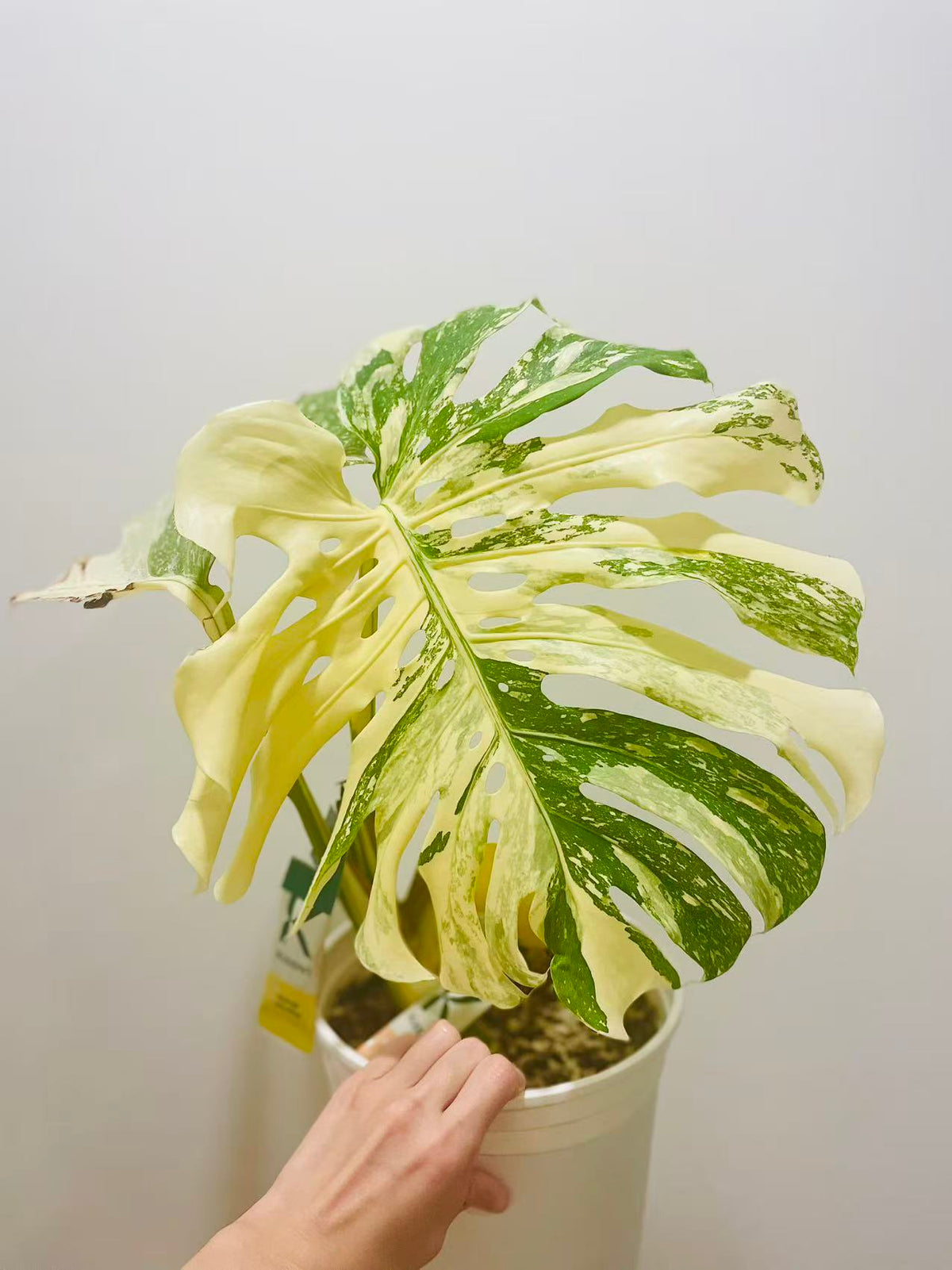 Monstera