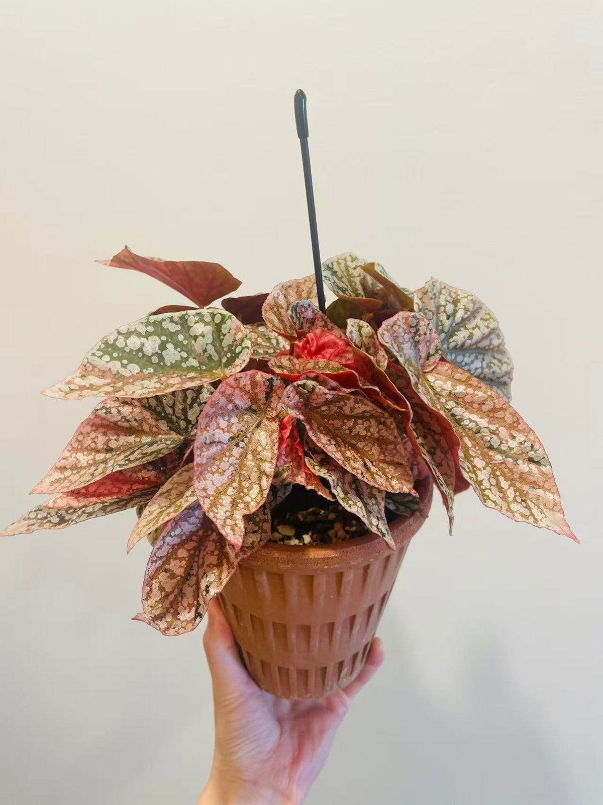 Begonia