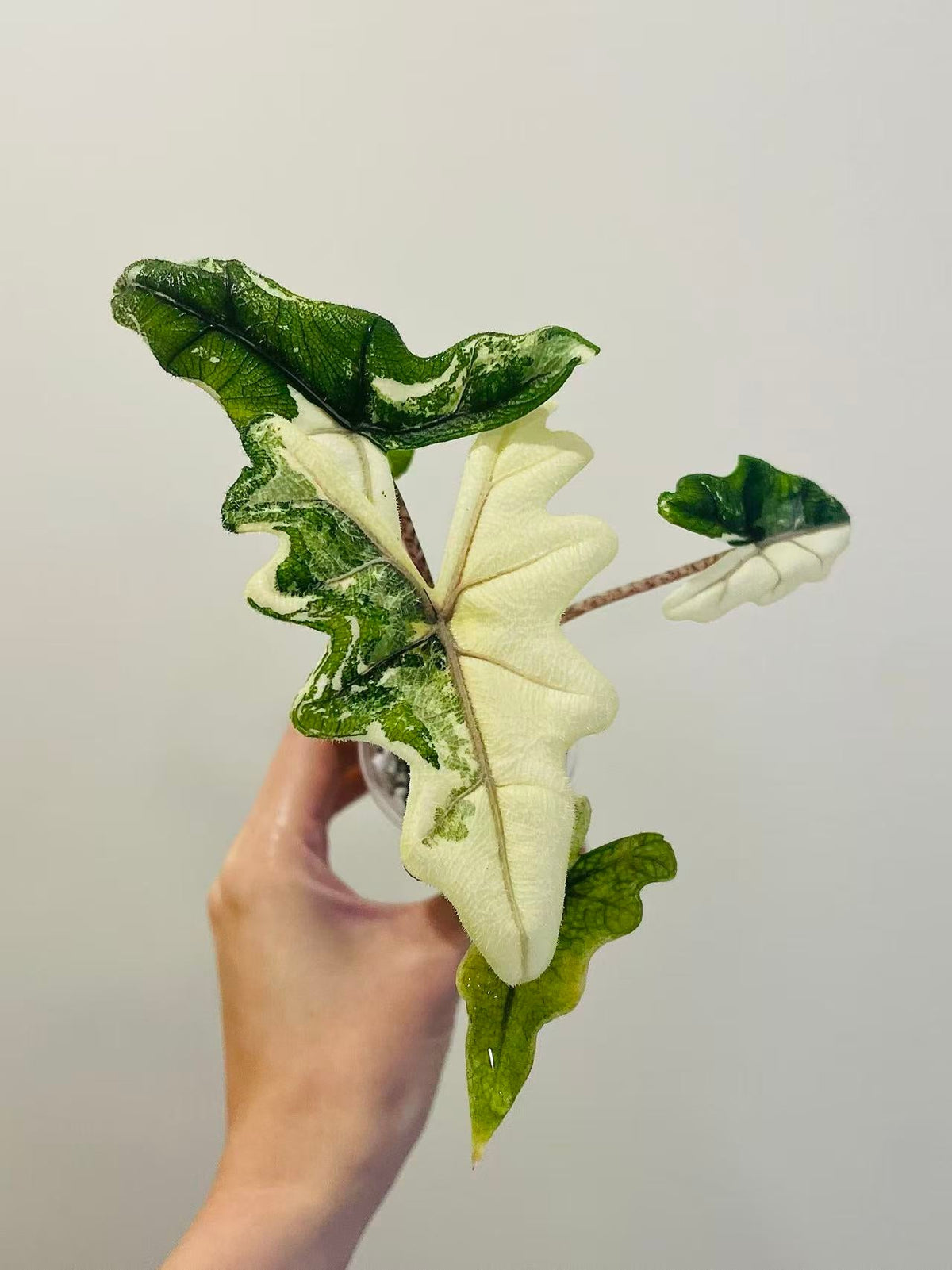 Alocasia