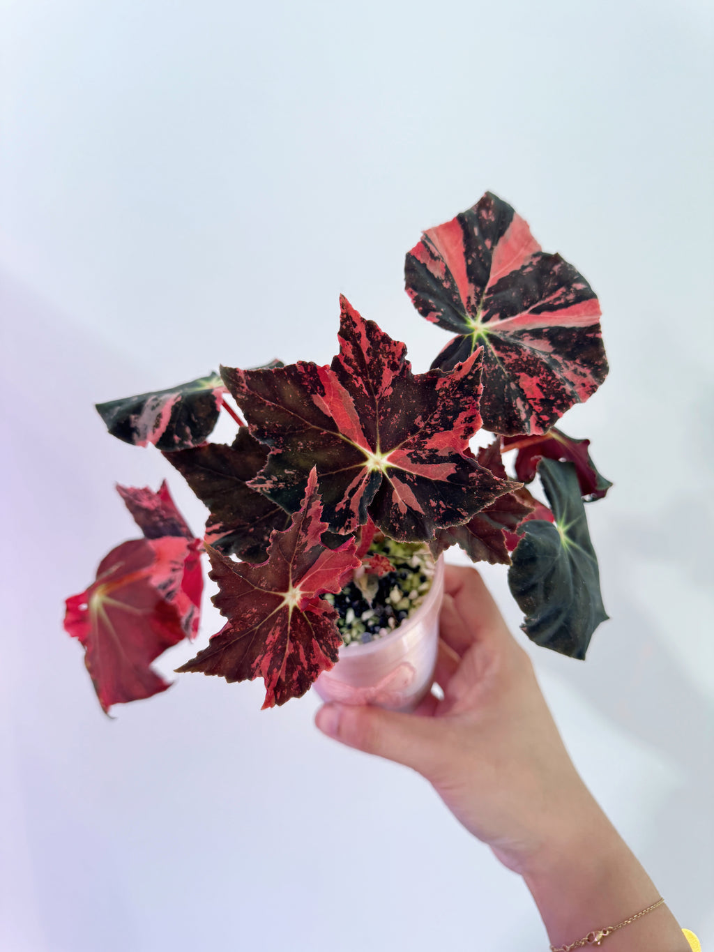 Begonia Black Fang Pink - Cutting with offshoot