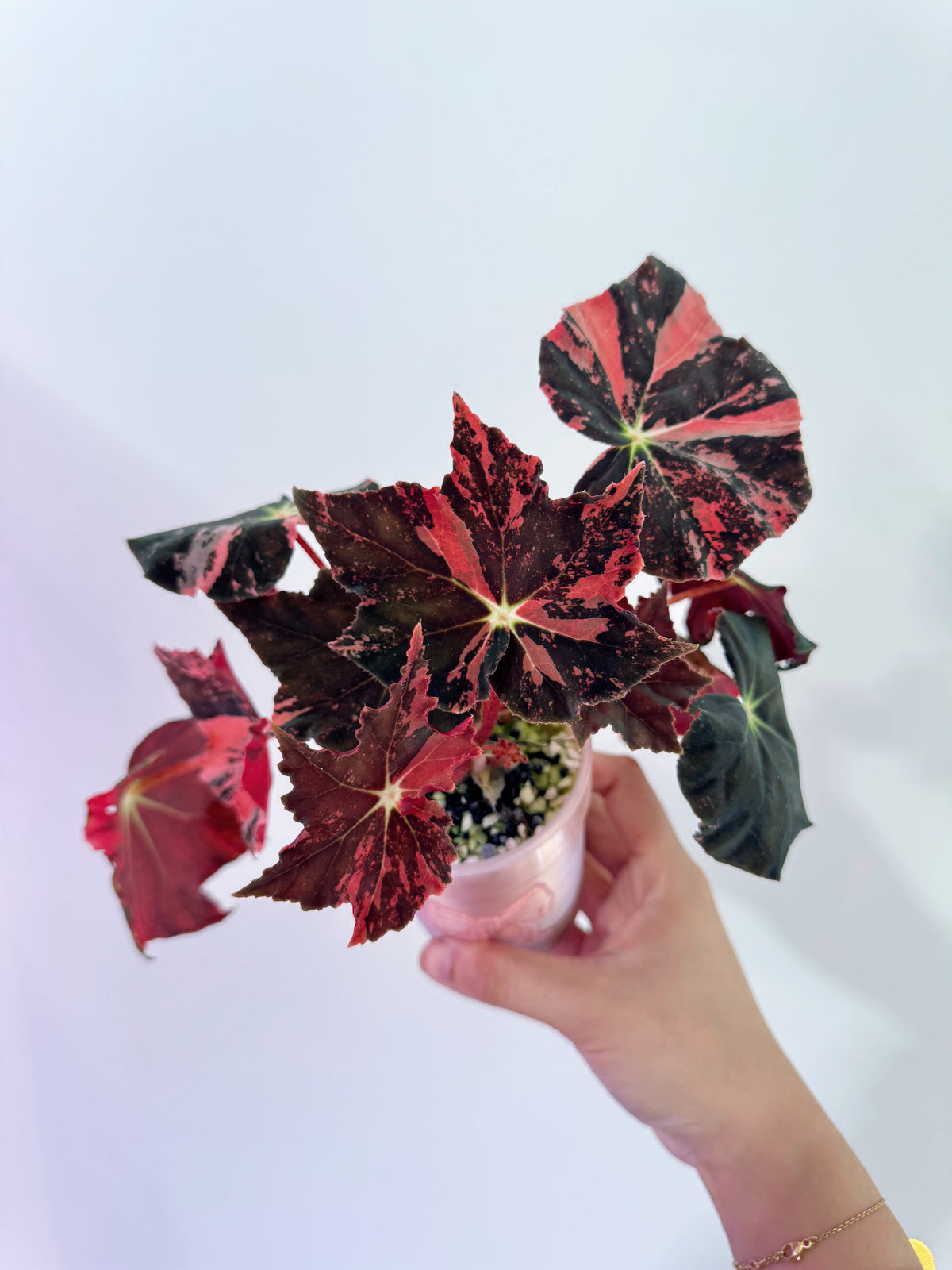 Begonia Black Fang Pink - Cutting with offshoot