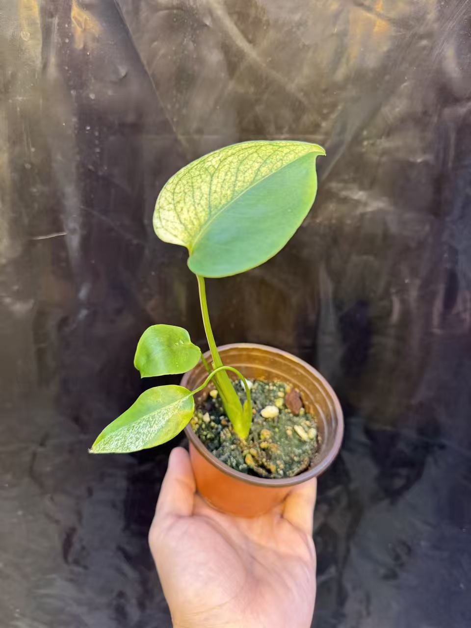 Monstera Deliciosa Star Shadow