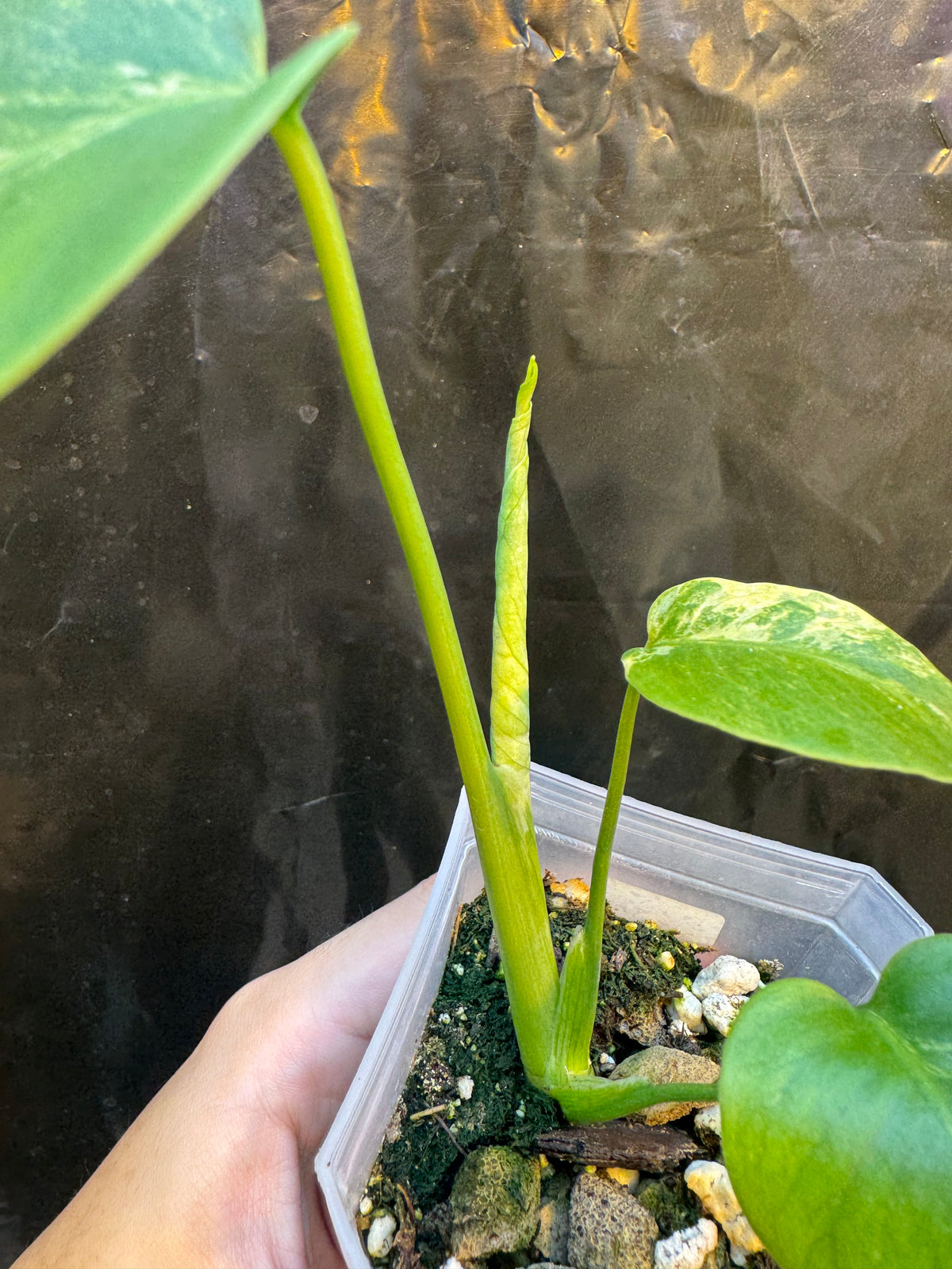 Monstera Deliciosa Ocean Mint