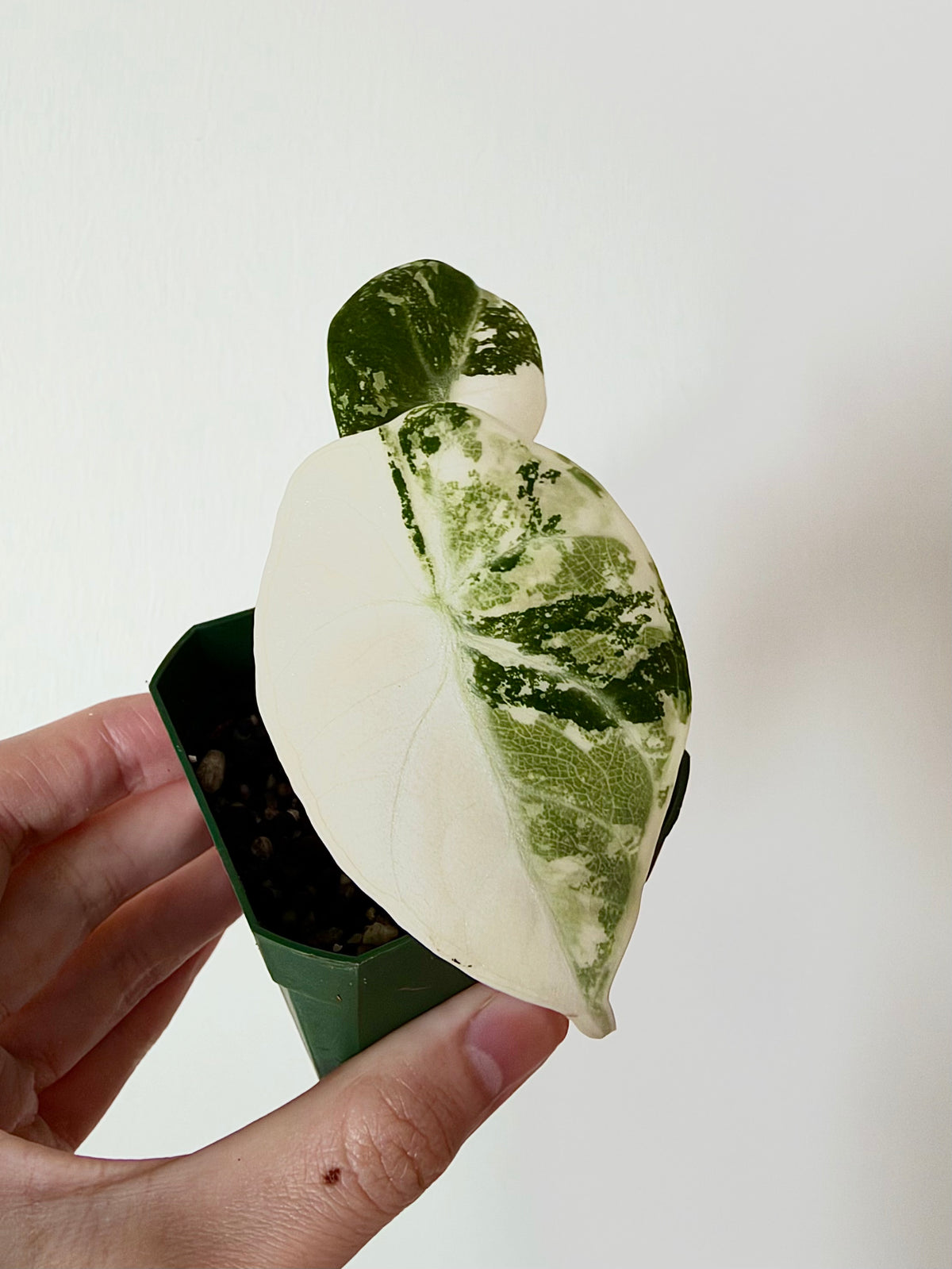 Alocasia Ninja Albo