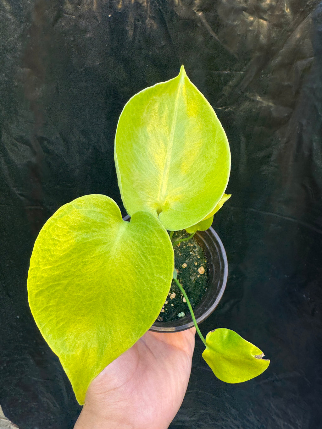 Monstera Deliciosa Banana Super Golden