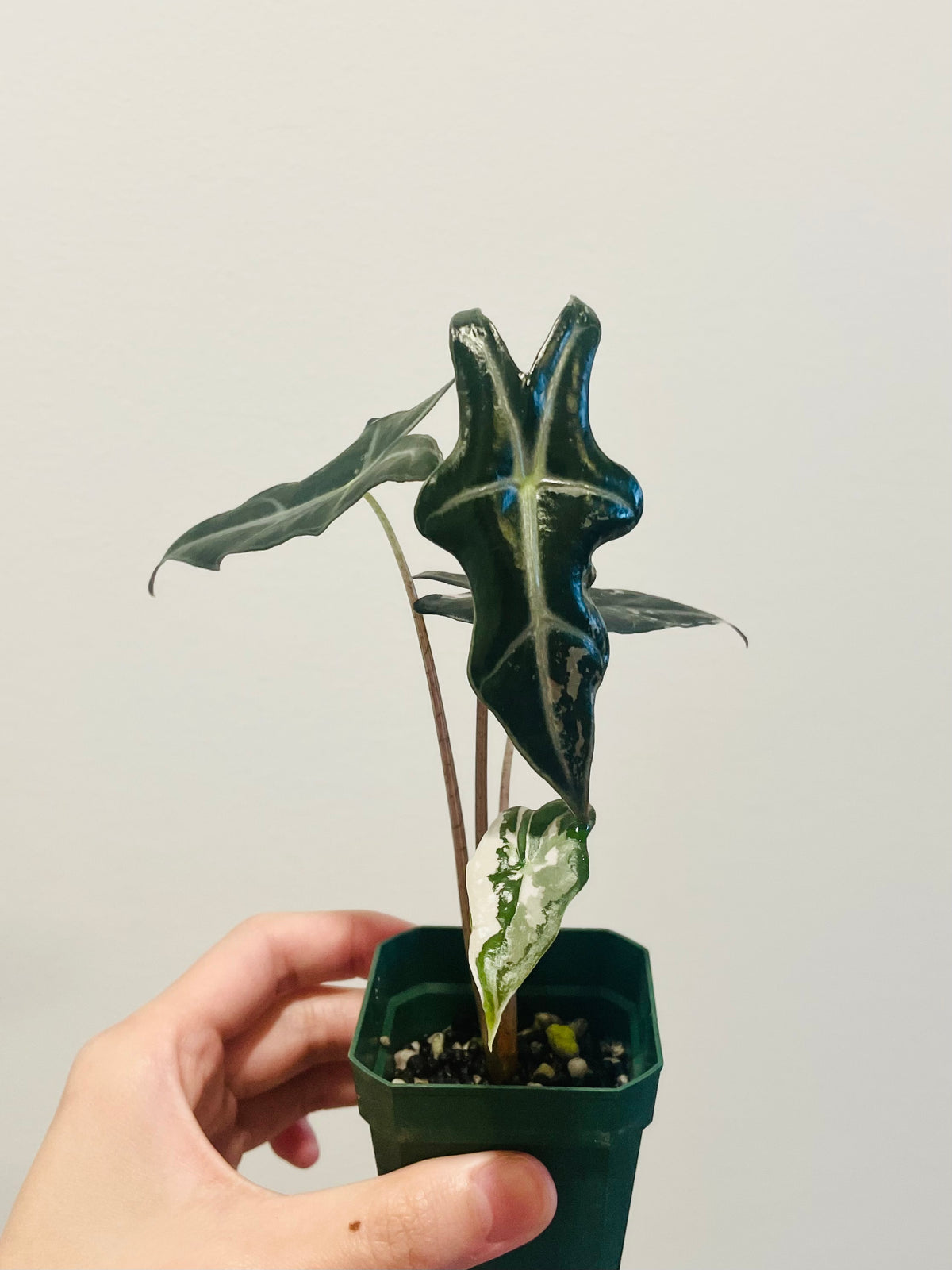 Alocasia Nobilis Pink