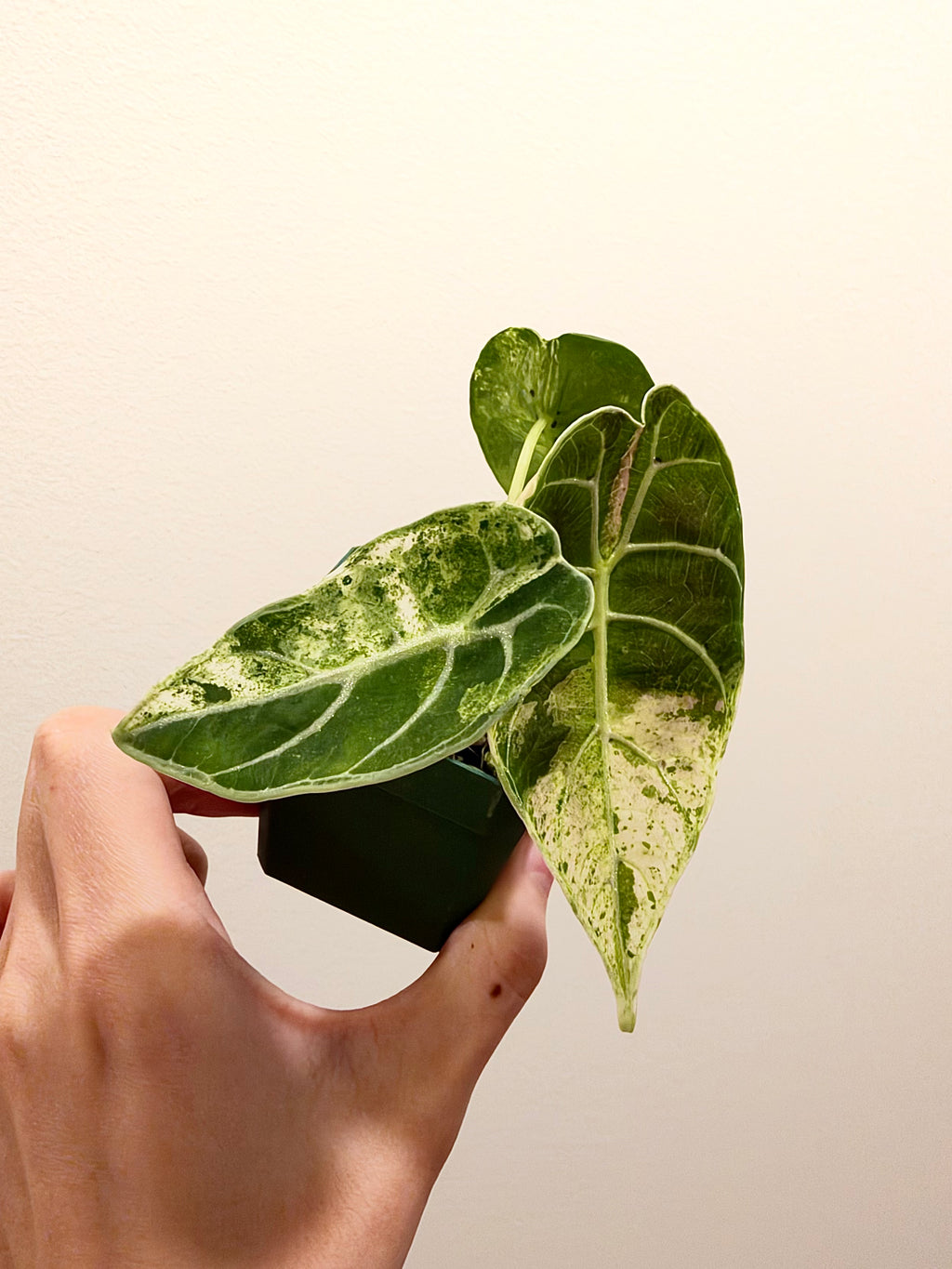 Alocasia Watsoniana Goff Mint Pink