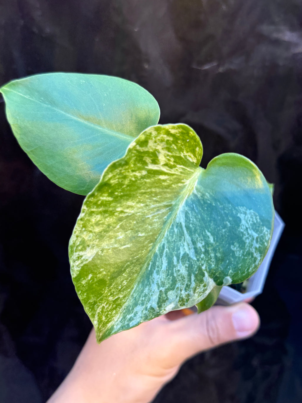 Monstera Deliciosa Ocean Mint