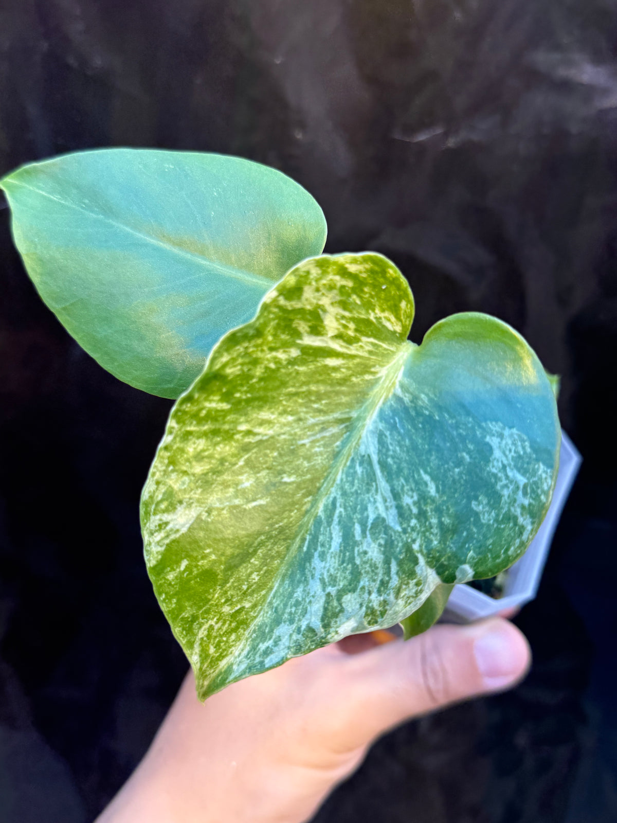 Monstera Deliciosa Ocean Mint