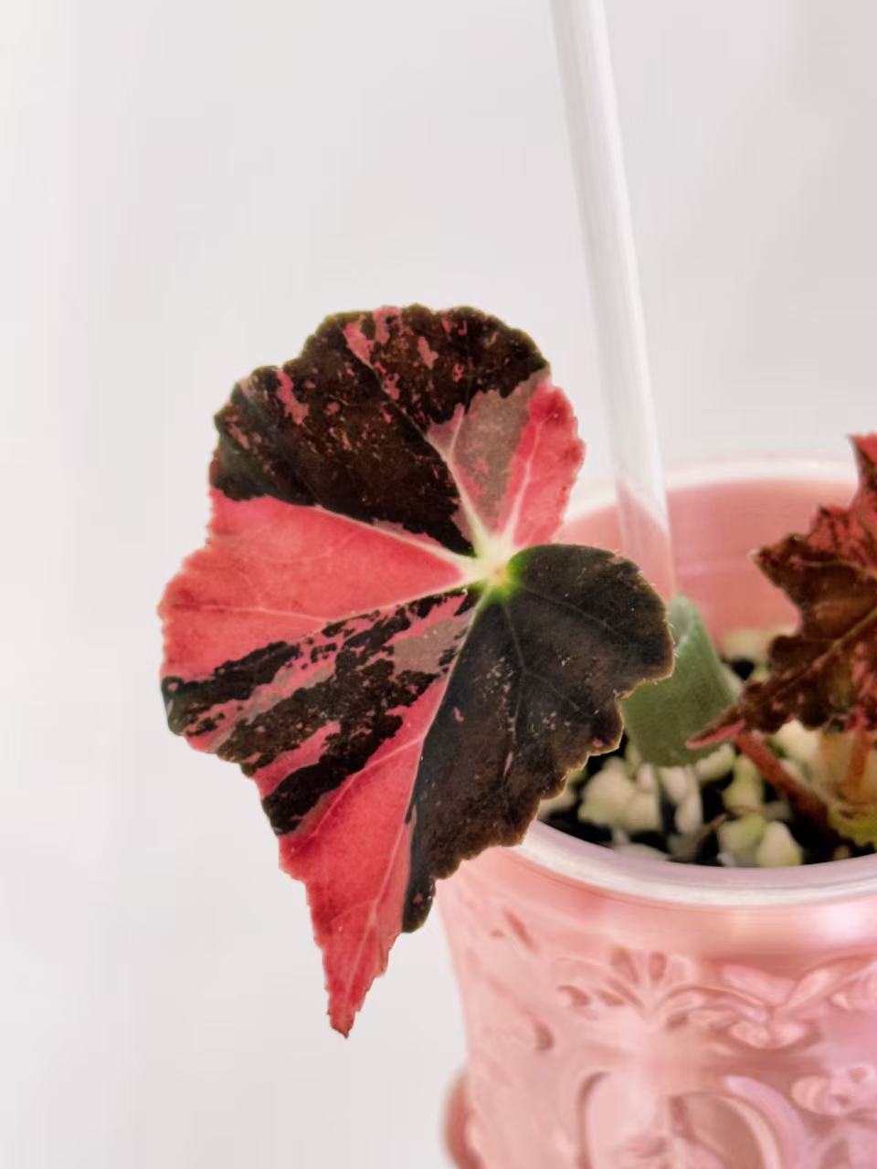 Begonia Black Fang Pink - Cutting with offshoot