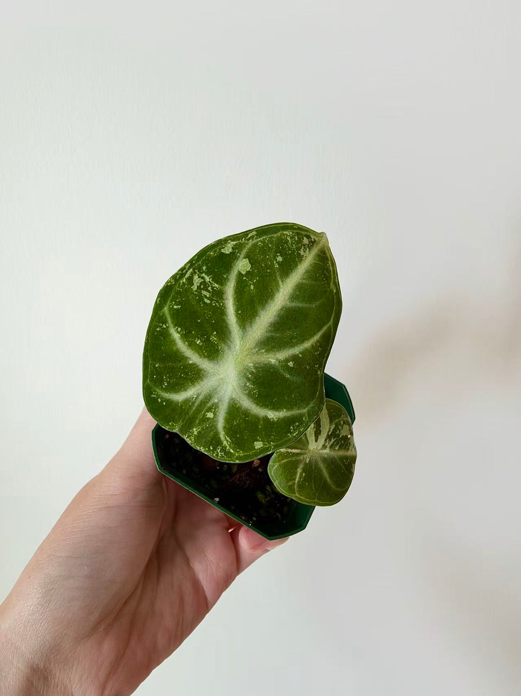 Alocasia Ninja Albo