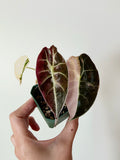 Alocasia Watsoniana Glossy Pink