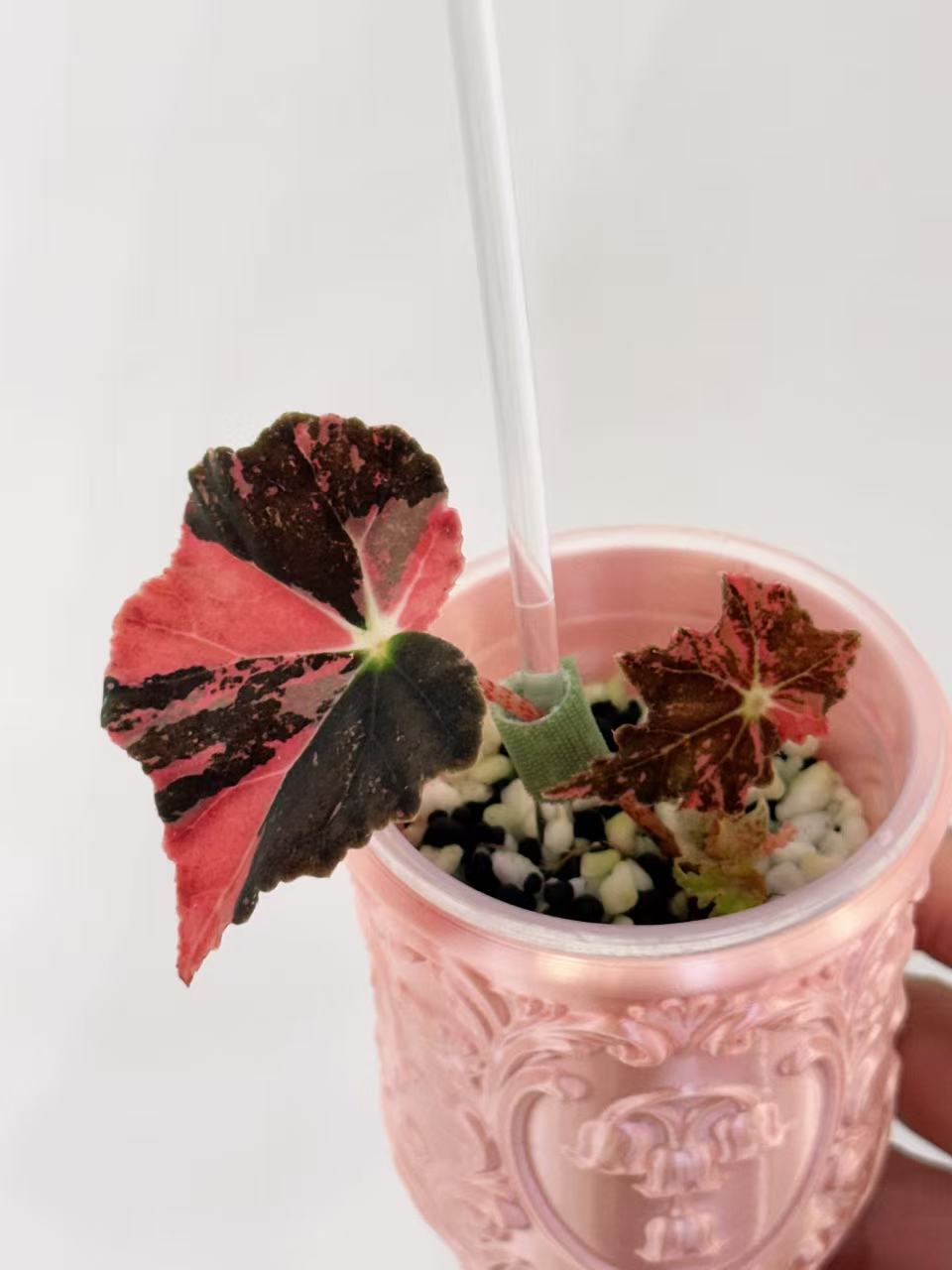Begonia Black Fang Pink - Cutting with offshoot
