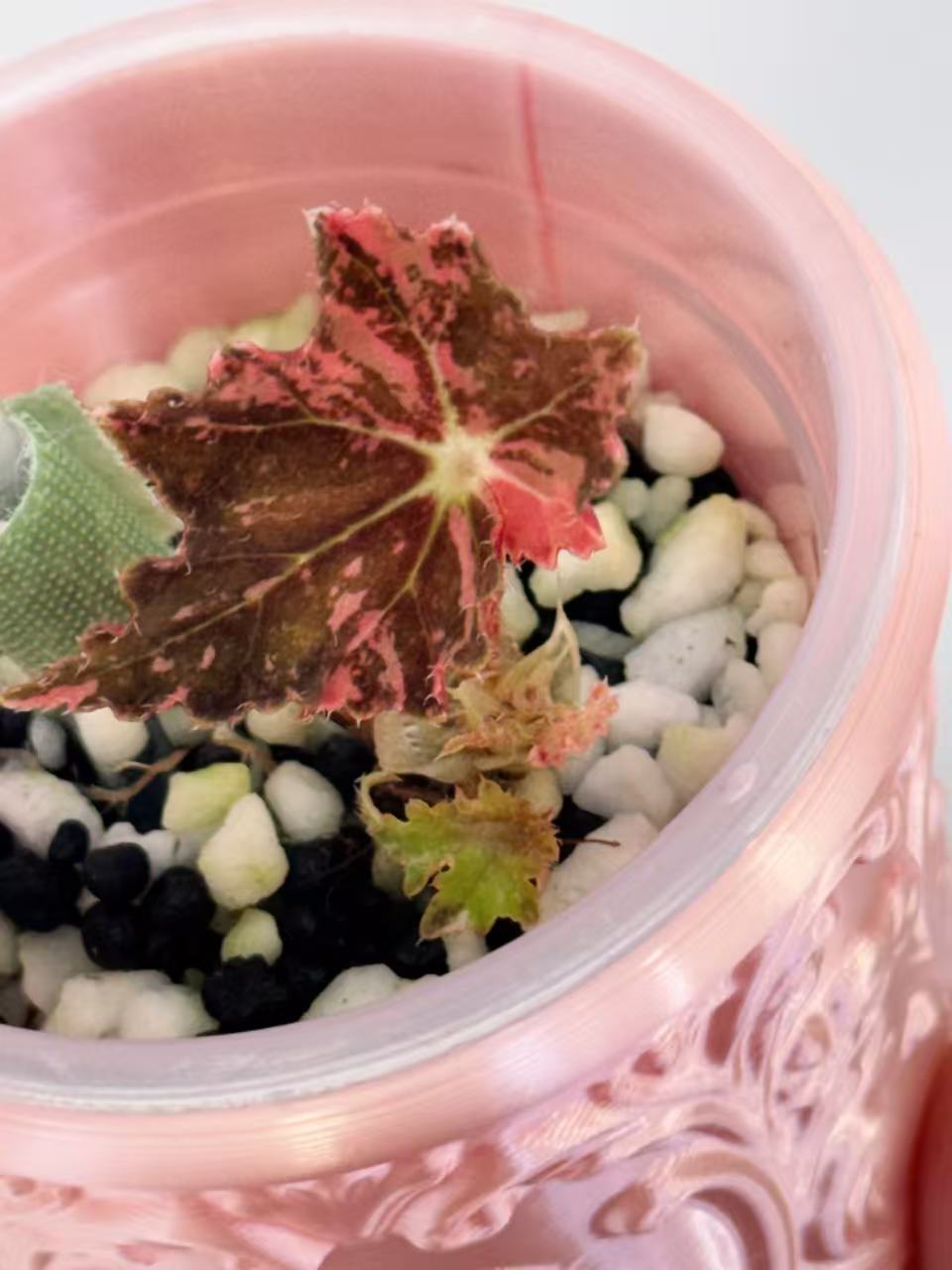 Begonia Black Fang Pink - Cutting with offshoot