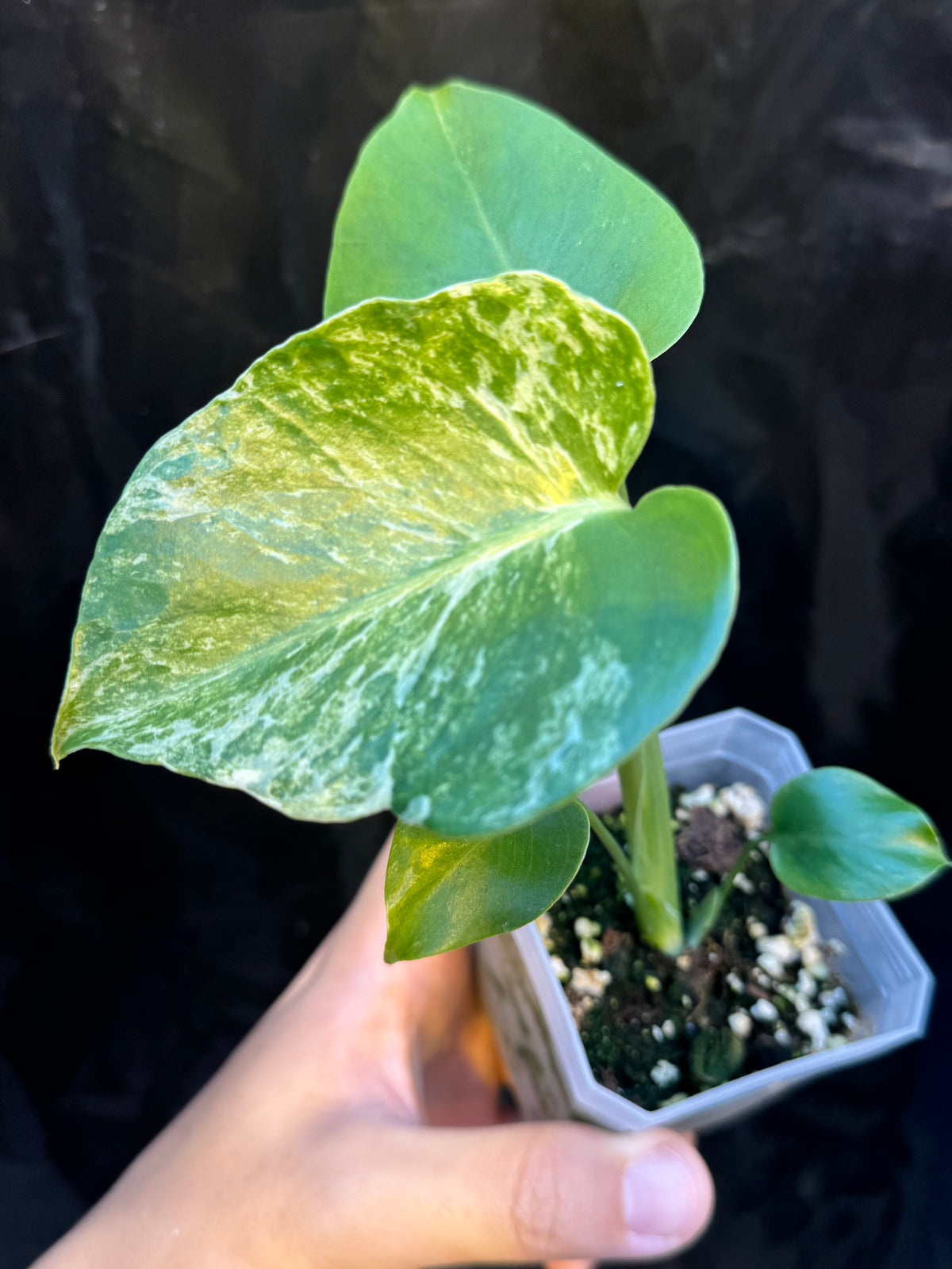 Monstera Deliciosa Ocean Mint