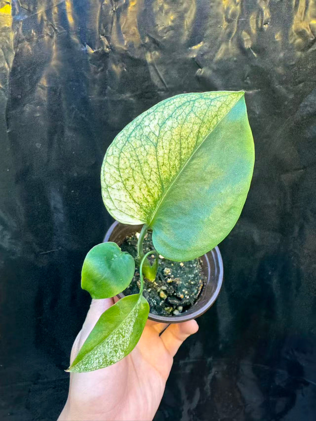 Monstera Deliciosa Star Shadow