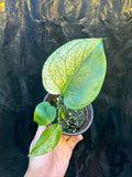 Monstera Deliciosa Star Shadow