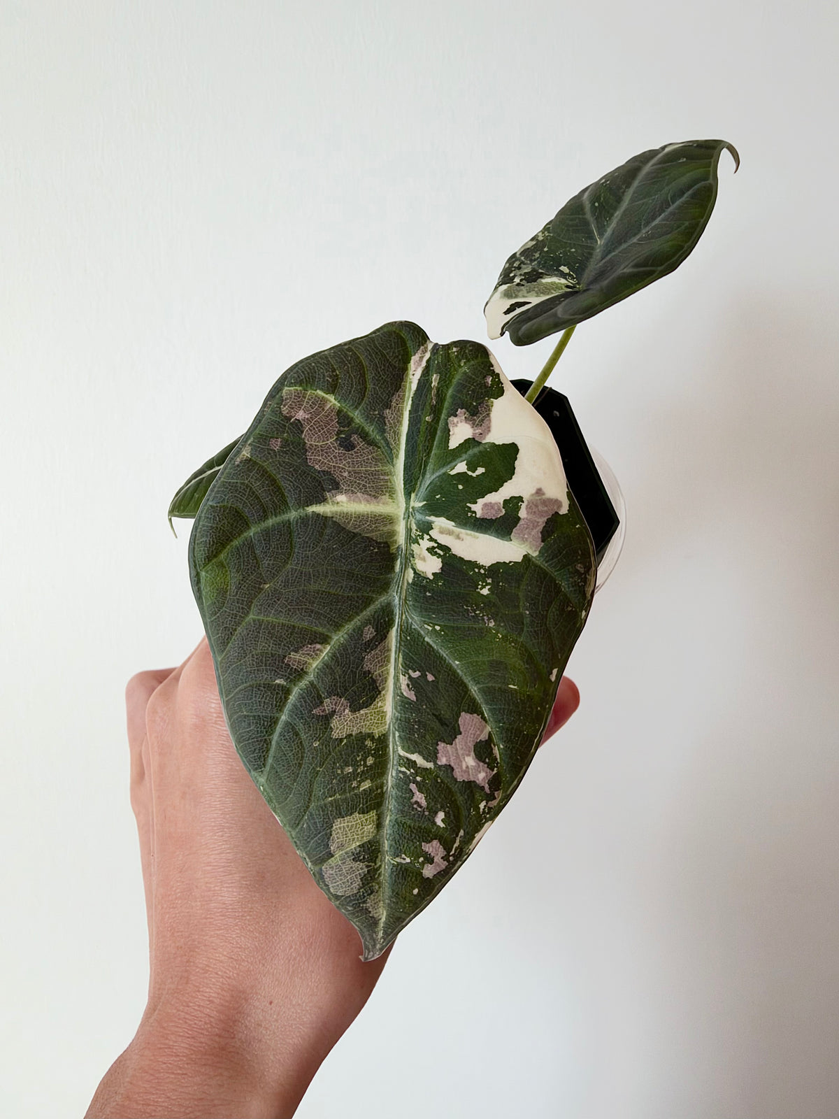 Alocasia Maharani Albo