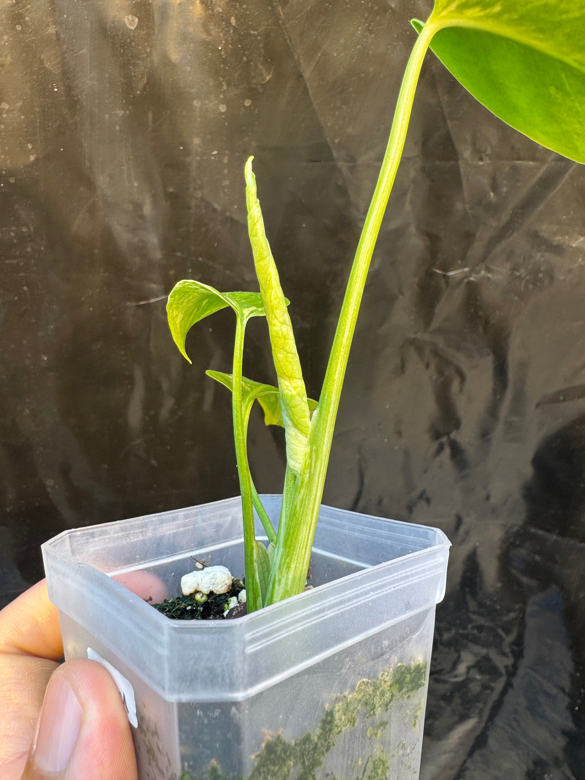 Monstera Deliciosa Ocean Mint