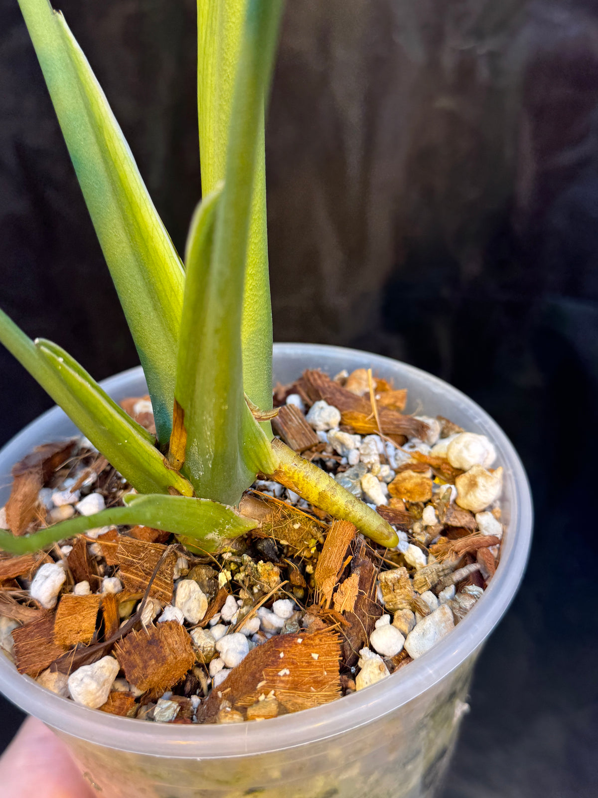 Monstera Devil Monster - Local Only