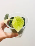 Alocasia Melo Golden