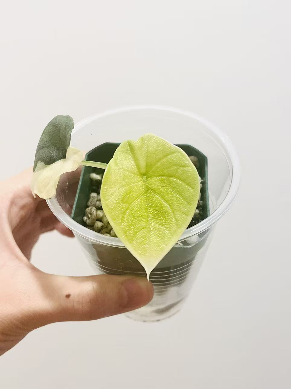 Alocasia Melo Golden