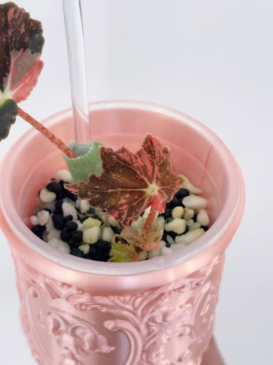 Begonia Black Fang Pink - Cutting with offshoot