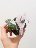 Alocasia Polly Pink Snowflake