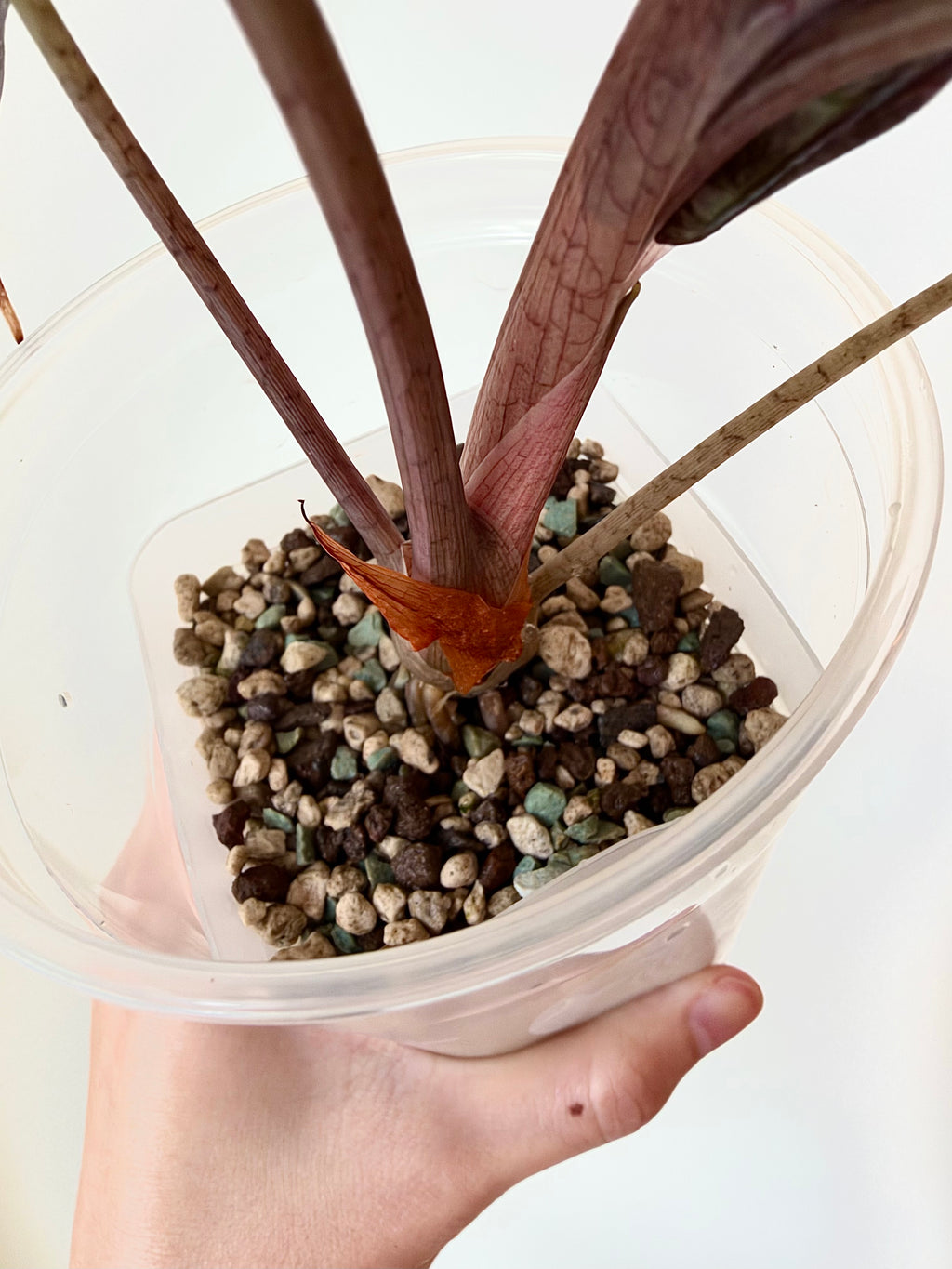 Alocasia Polly Pink Snowflake - Local Only