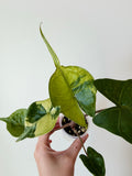 Alocasia Stingray Green On Green