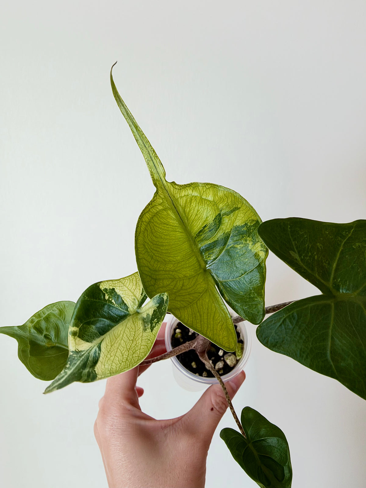 Alocasia Stingray Green On Green