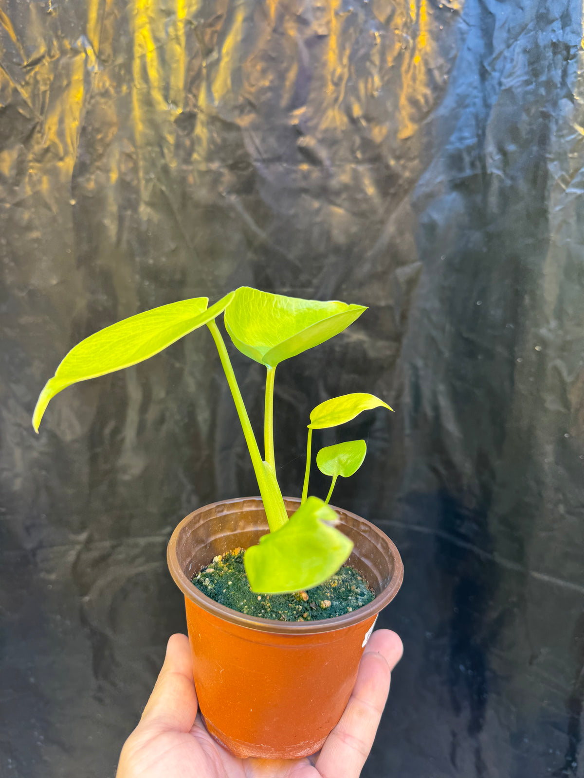 Monstera Deliciosa Banana Super Golden