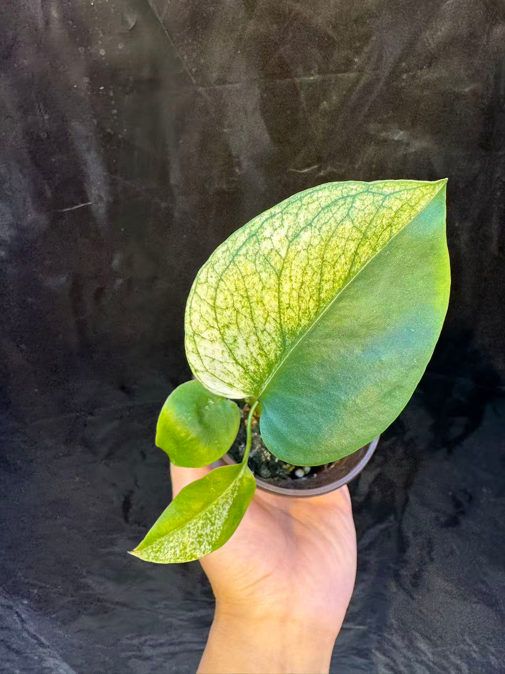 Monstera Deliciosa Star Shadow