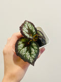 Begonia Helen Lewis