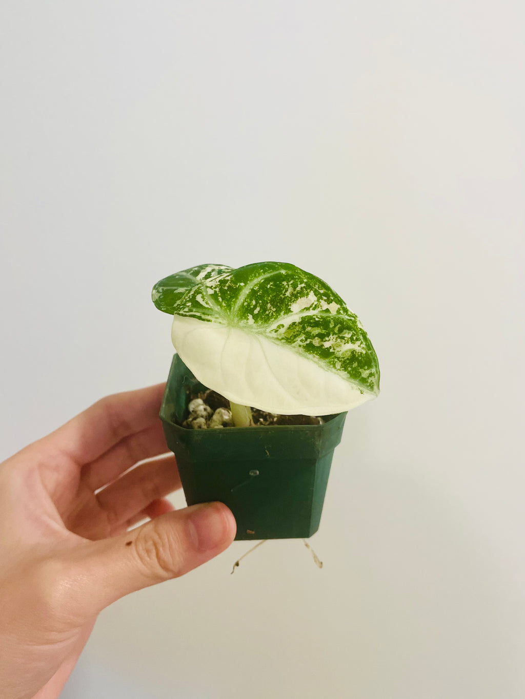 Alocasia Ninja Albo