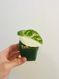 Alocasia Ninja Albo