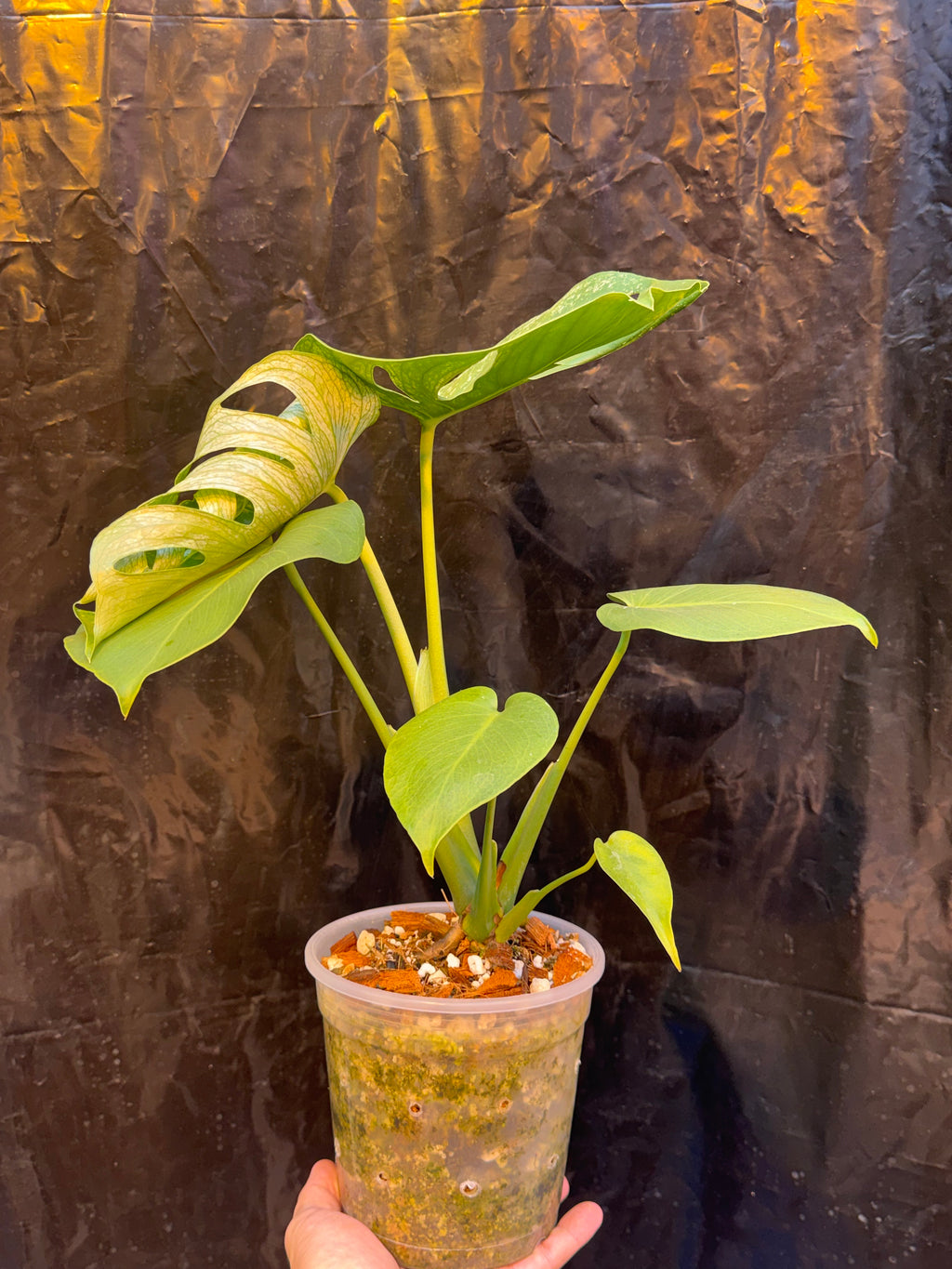 Monstera Devil Monster - Local Only