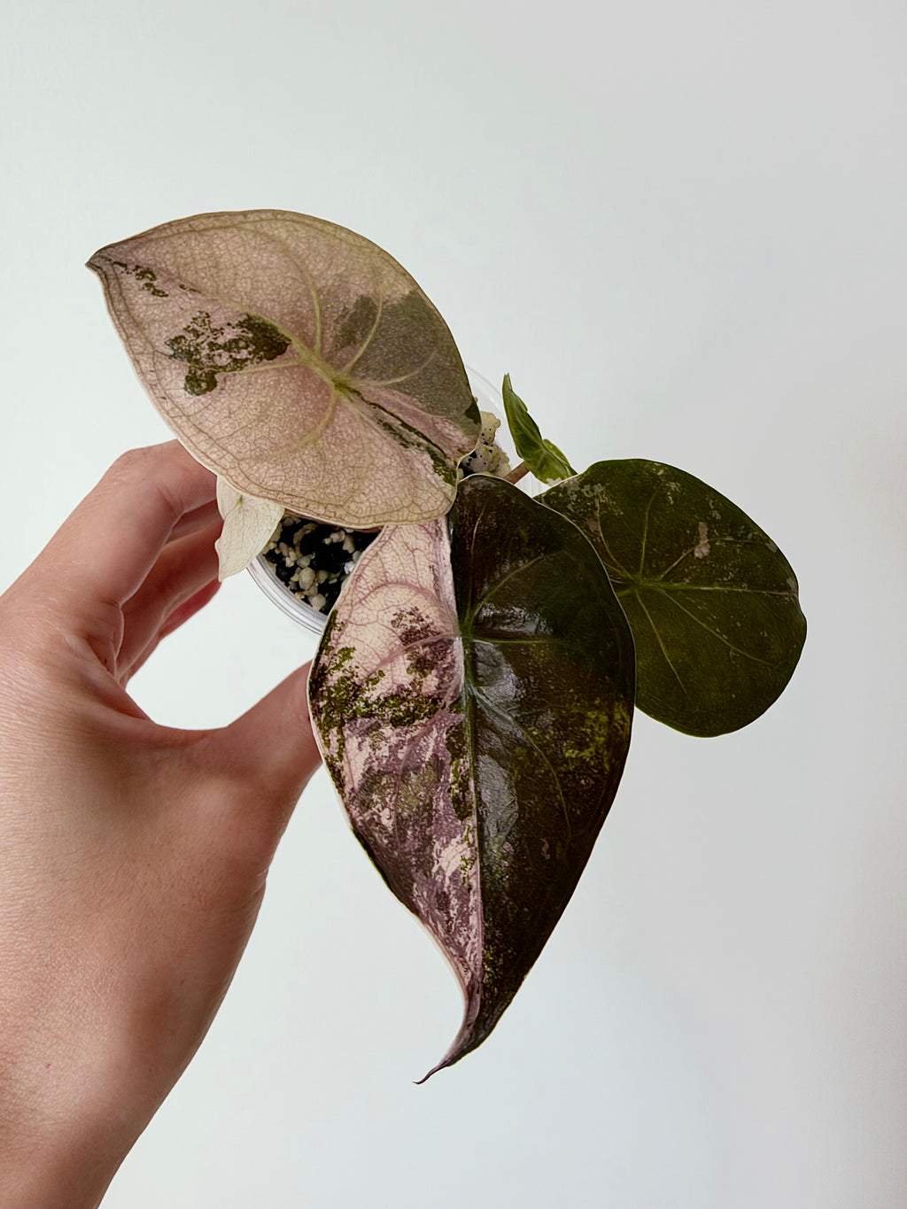 Alocasia Wentii Albo Pink