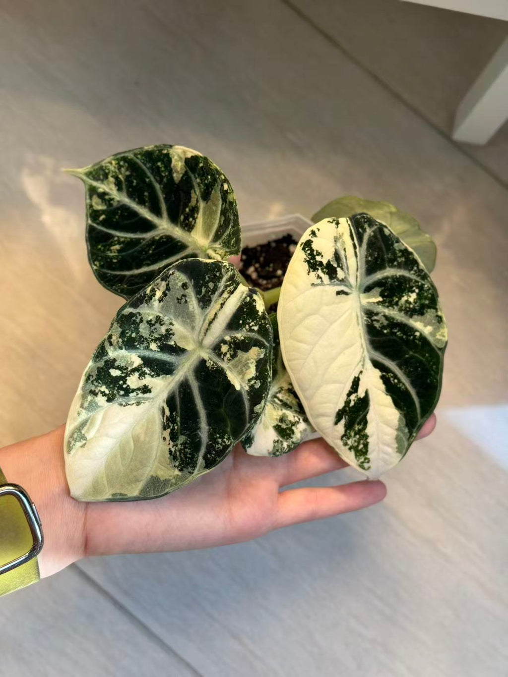 Alocasia Ninja Albo