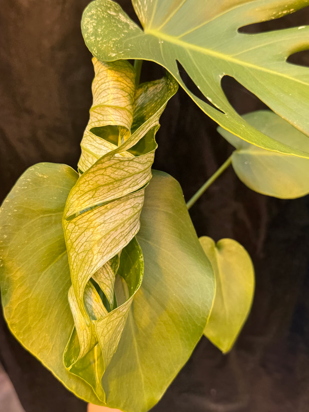Monstera Devil Monster - Local Only