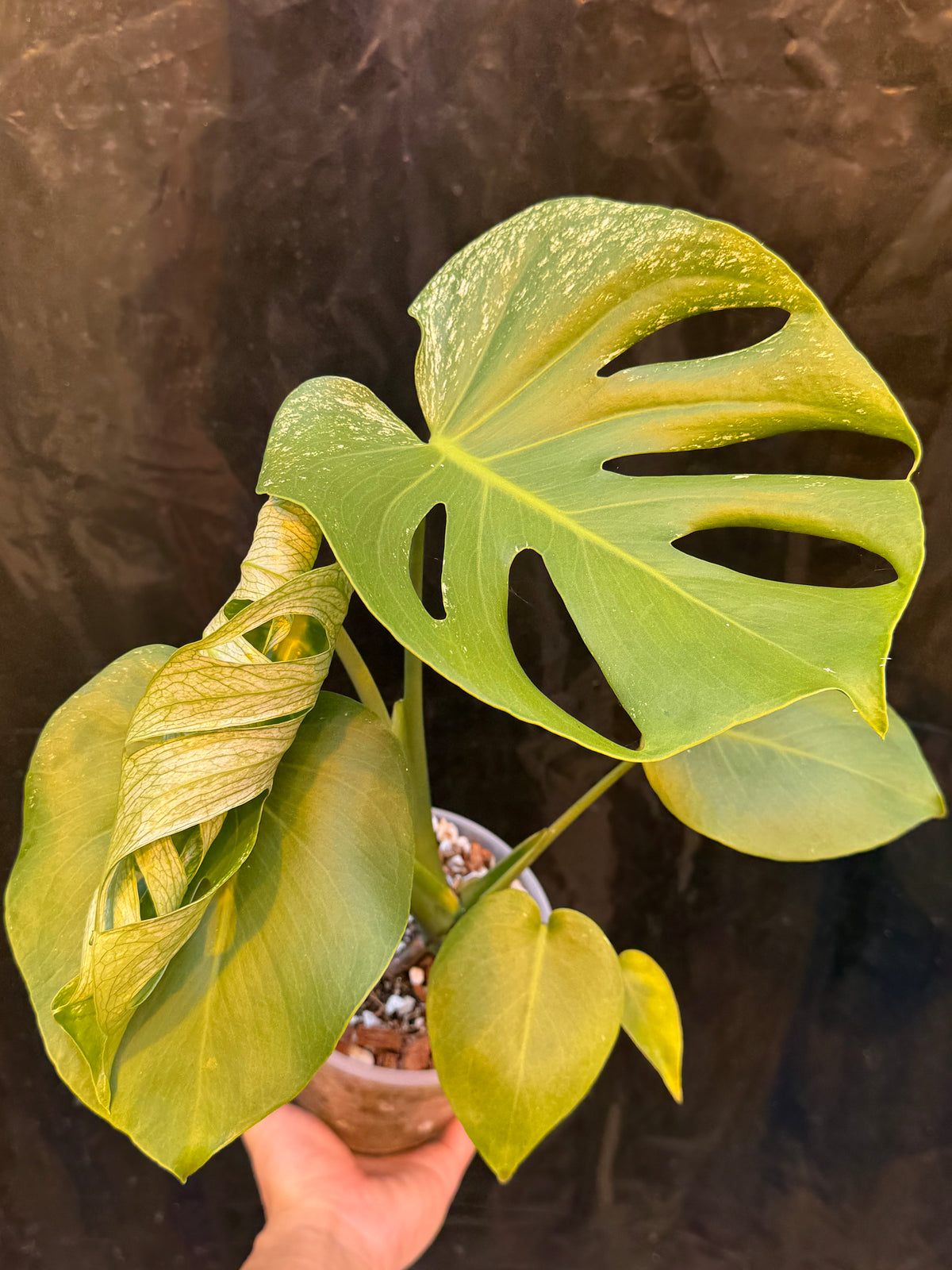 Monstera Devil Monster - Local Only