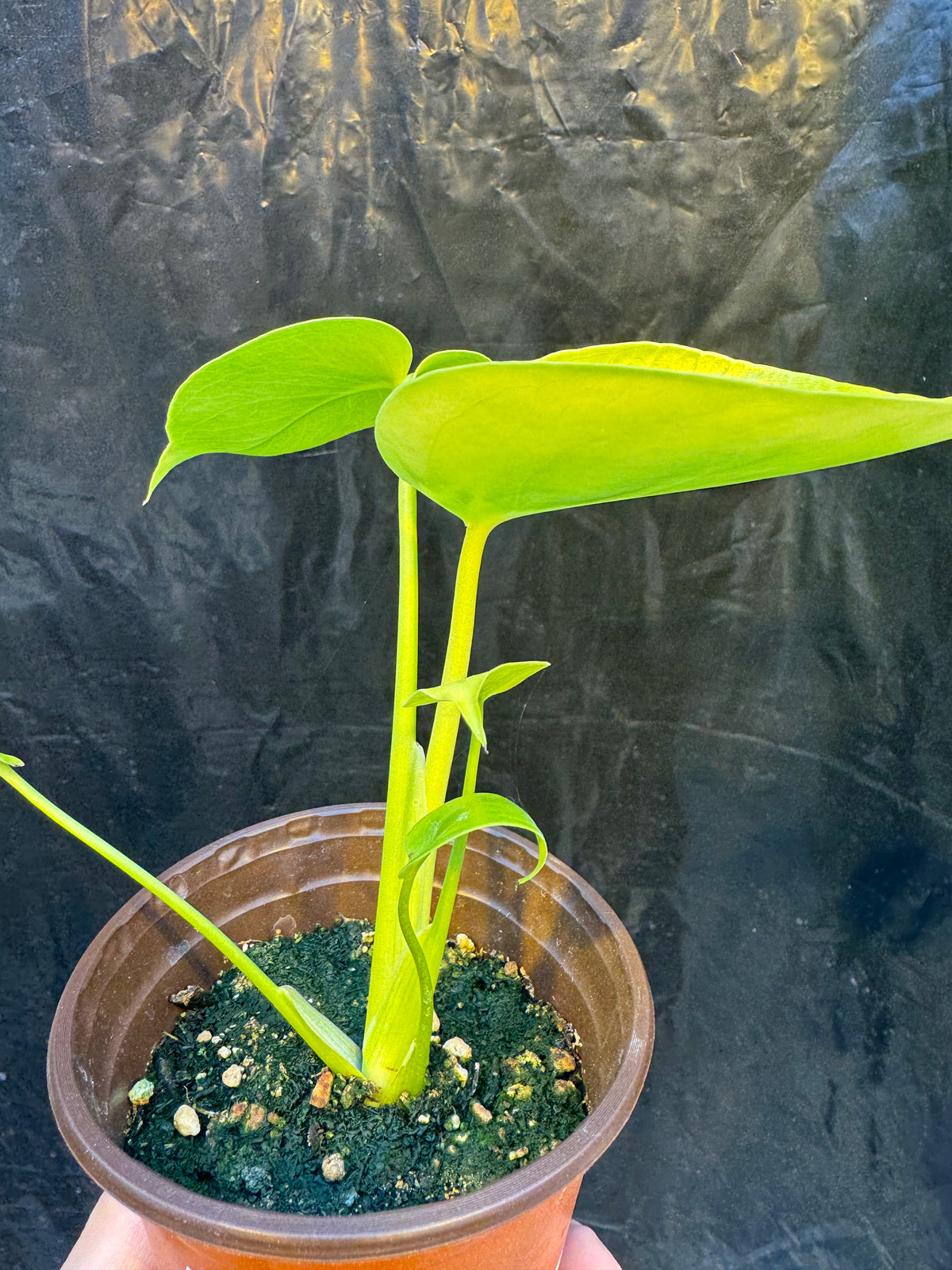 Monstera Deliciosa Banana Super Golden