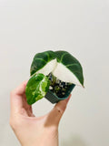 Alocasia Black Velvet Pink