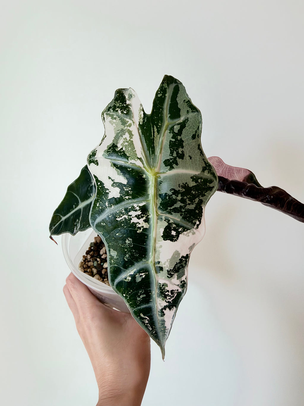 Alocasia Polly Pink Snowflake - Local Only
