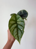 Alocasia Silver Dragon Albo