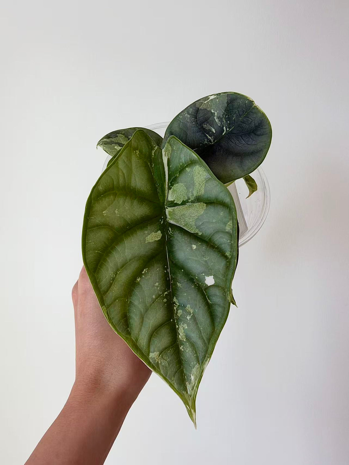 Alocasia Silver Dragon Albo
