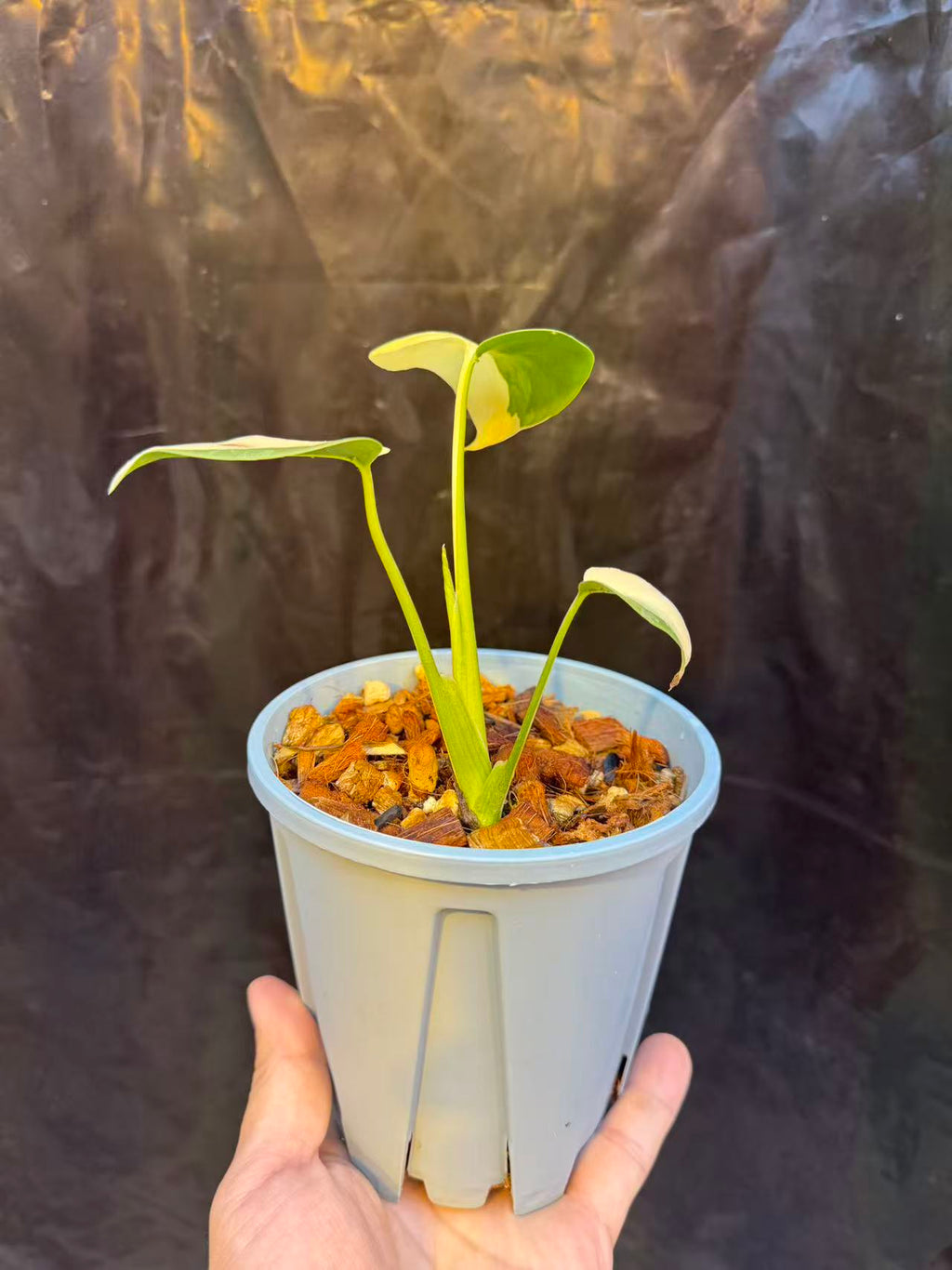 Monstera Lemon Pompom