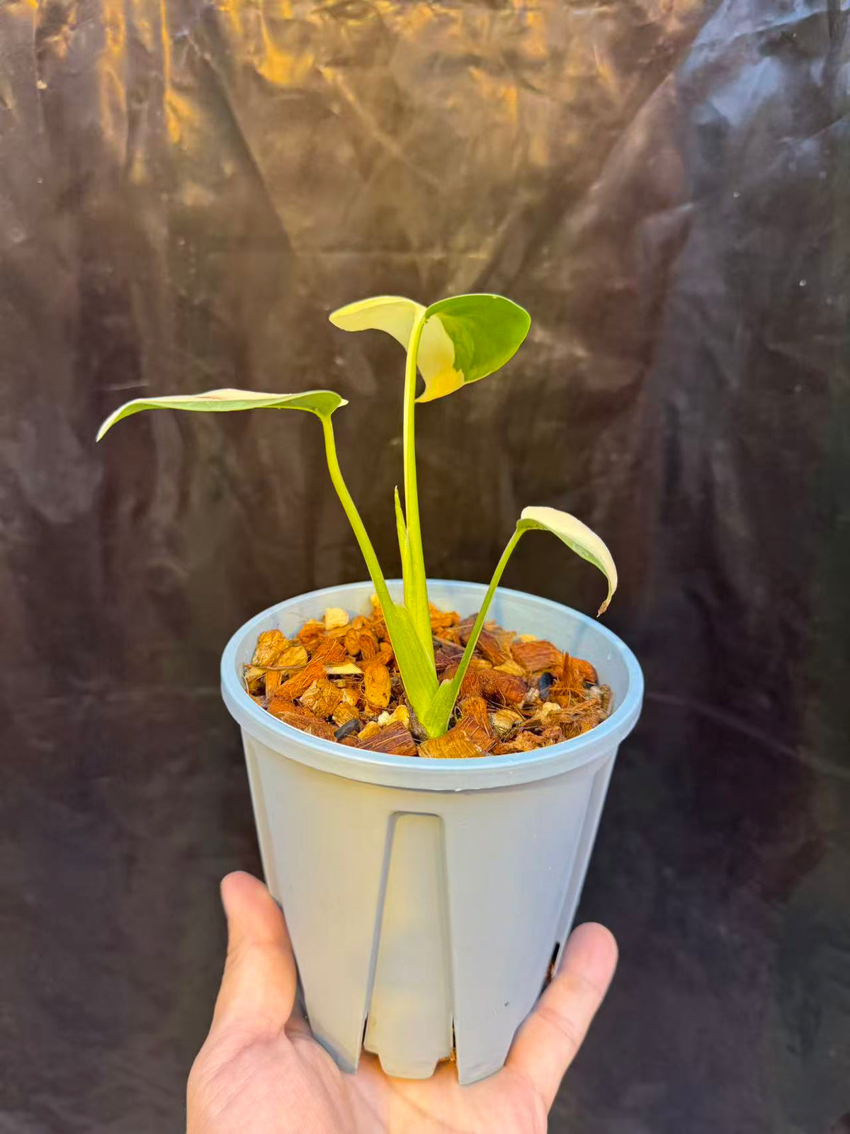 Monstera Lemon Pompom