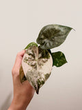 Alocasia Wentii Albo Pink