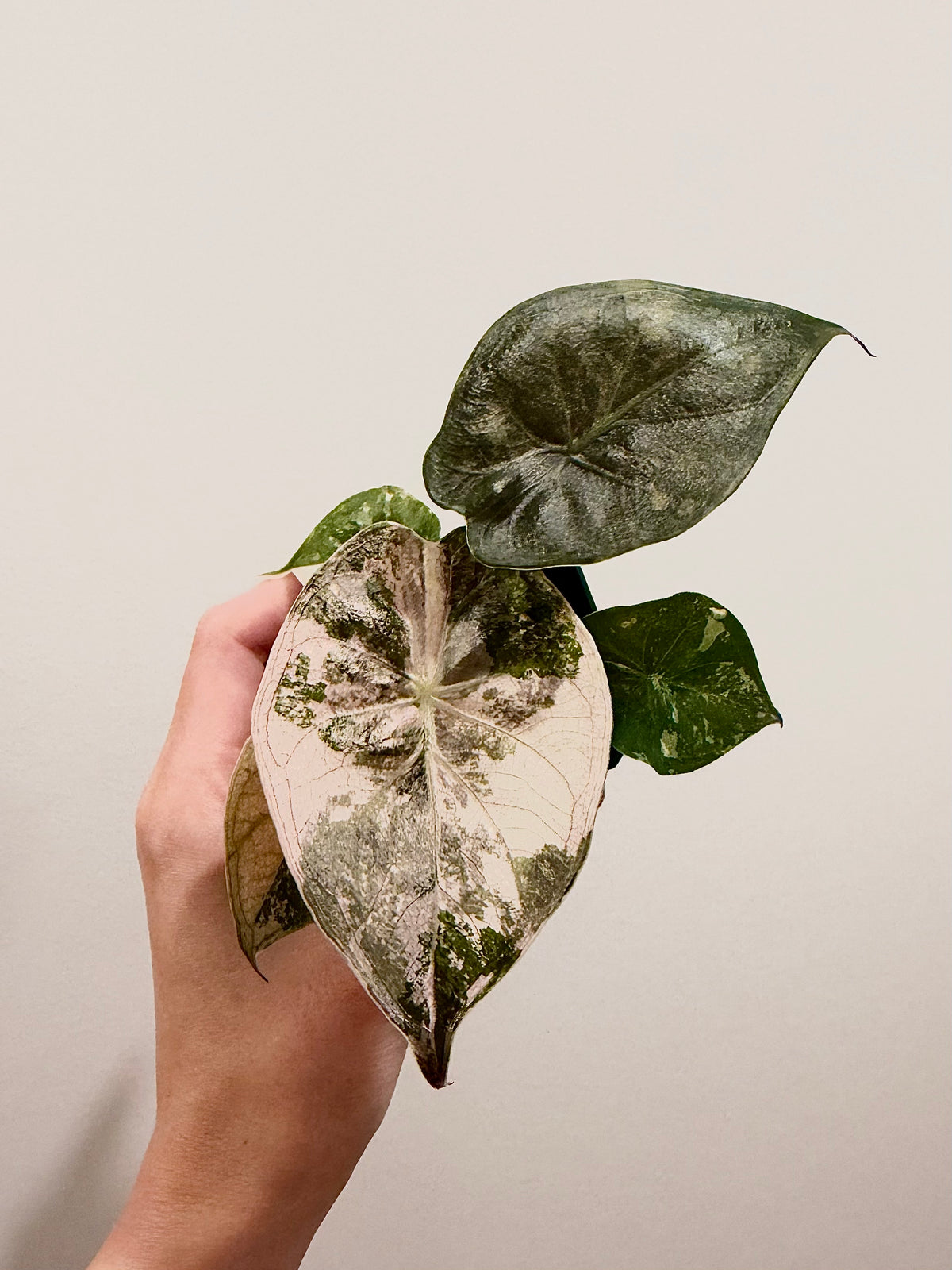 Alocasia Wentii Albo Pink